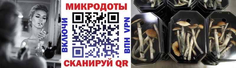 Галлюциногенные грибы Psilocybe  купить  цена  Каменногорск 